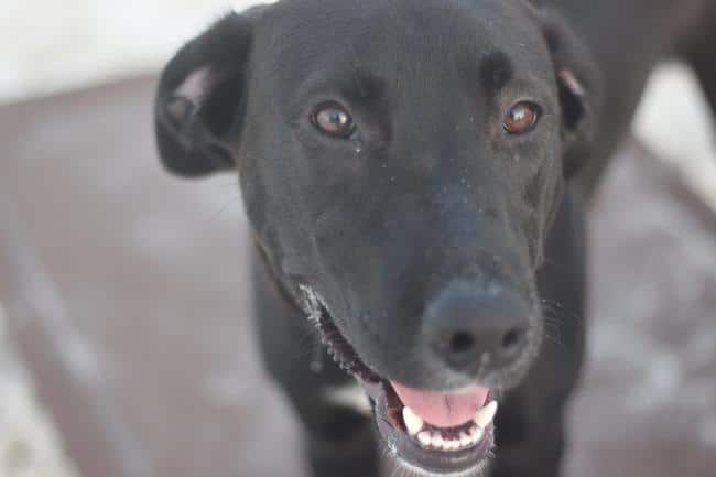 Photo of Duck, a Black Labrador Retriever mix dog for adoption in Chula Vista CA