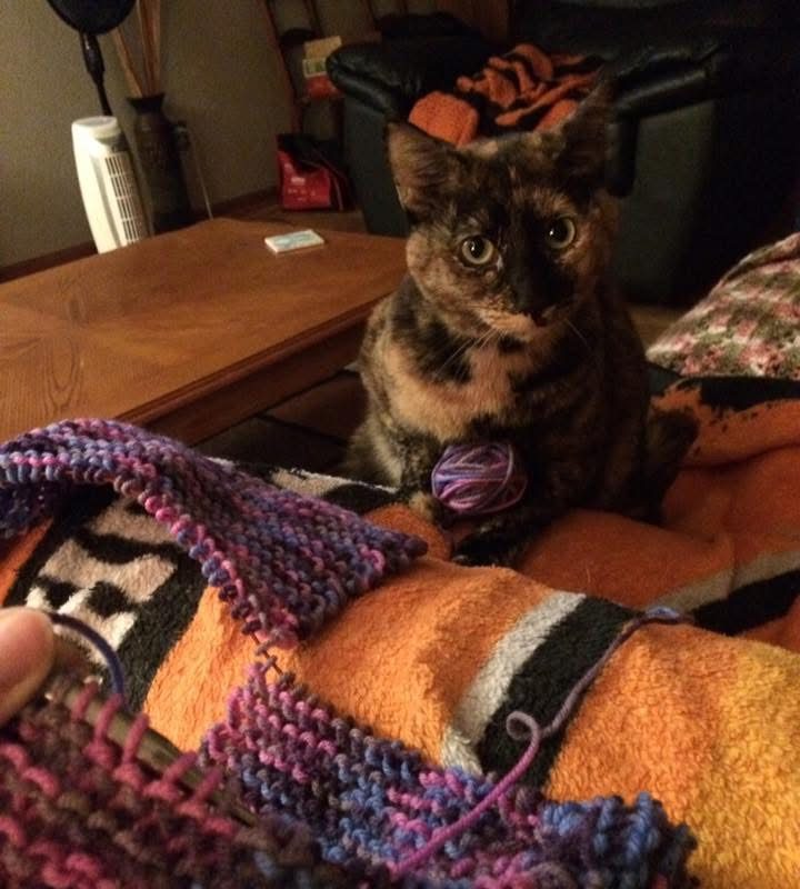 Tortoiseshell Cat For Adoption in Kansas City (Gardner) Kansas – Meet Autumn