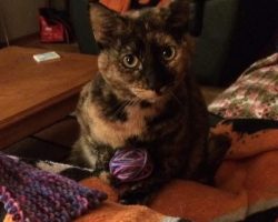 Tortoiseshell cat for adoption