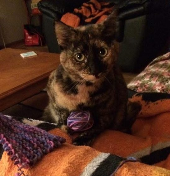 Tortoiseshell Cat For Adoption in Kansas City (Gardner) Kansas – Meet Autumn