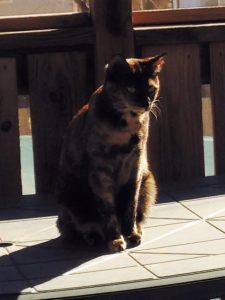 tortoiseshell cat for adoption Photo tortoiseshell cat for adoption