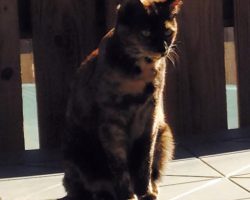 Tortoiseshell cat for adoption