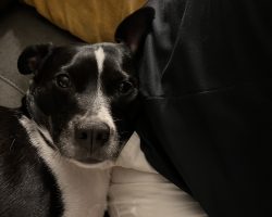 Jack russell terrier border collie mix dog for adoption in washington dc