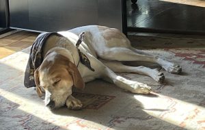 Lucy, a lovable great pyrenees dog for adoption in charlotte (matthews, nc)