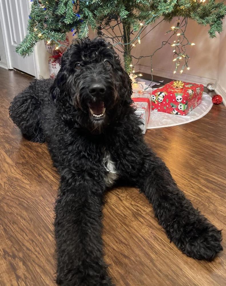 black goldendoodle dog for adoption in atlanta