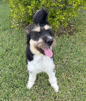 Lakota - An Aussie Husky Mix Dog For Adoption In Port St Lucie, Florida