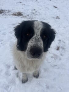 Great pyrenees dog for adoption near high prairie ab alberta – lola’s adoption story