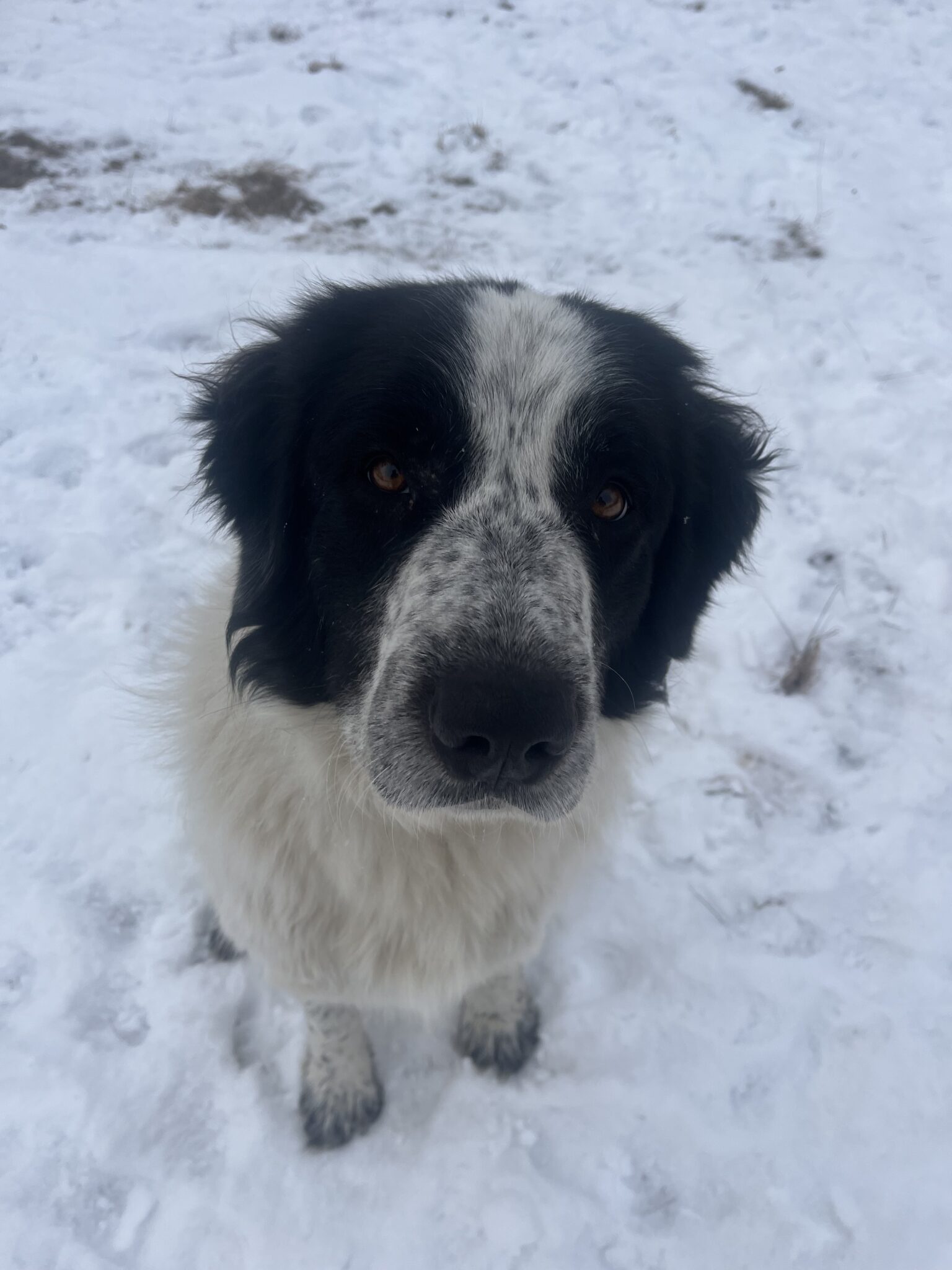 Great Pyrenees Dog for Adoption Near High Prairie AB Alberta – Lola’s Adoption Story