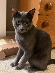 gray cat for adoption Photo gray cat for adoption