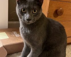 gray cat for adoption
