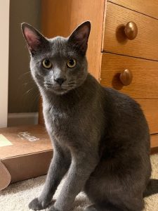 gray cat for adoption