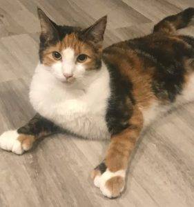 Photo Caramel calico kitten for adoption in california