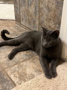 gray cat for adoption Photo gray cat for adoption