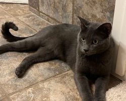 gray cat for adoption