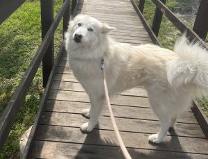 Great Pyrenees Siberian Husky dog for adoption in Nashville Tennessee