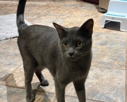 gray cat for adoption