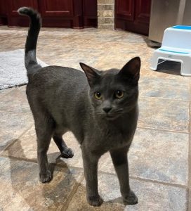 gray cat for adoption Photo gray cat for adoption