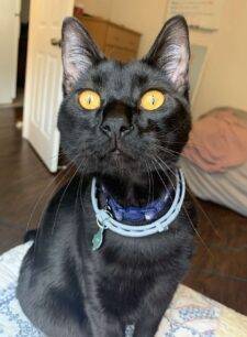 Stunning Gold Eyed Bombay Kitten For Adoption In Santa Clara California – Supplies Included – Adopt Lithium