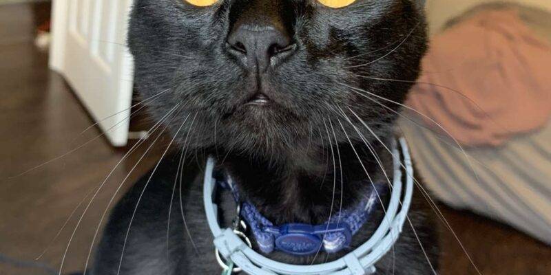 Stunning Gold Eyed Bombay Kitten For Adoption in Santa Clara California – Supplies Included – Adopt Lithium