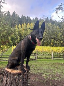BELGIAN MALINOIS FOR ADOPTION