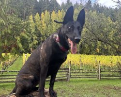 BELGIAN MALINOIS FOR ADOPTION Photo BELGIAN MALINOIS FOR ADOPTION