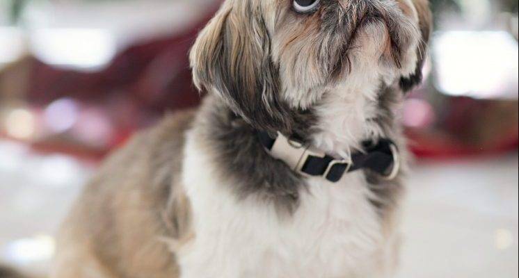 Ralf - Shih Tzu Bichon Frise Mix Dog For Adoption in Atlanta