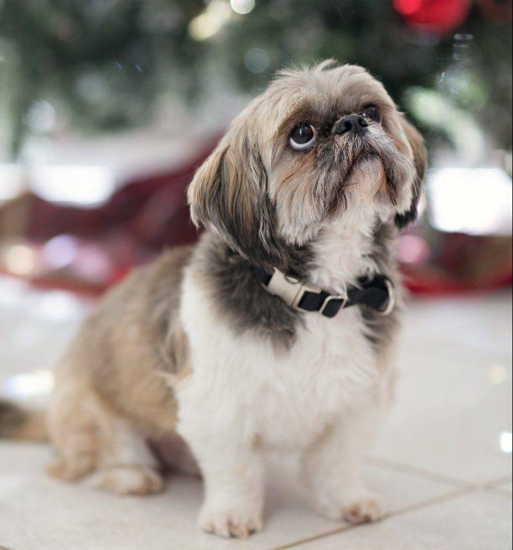 Ralf - Shih Tzu Bichon Frise Mix Dog For Adoption in Atlanta
