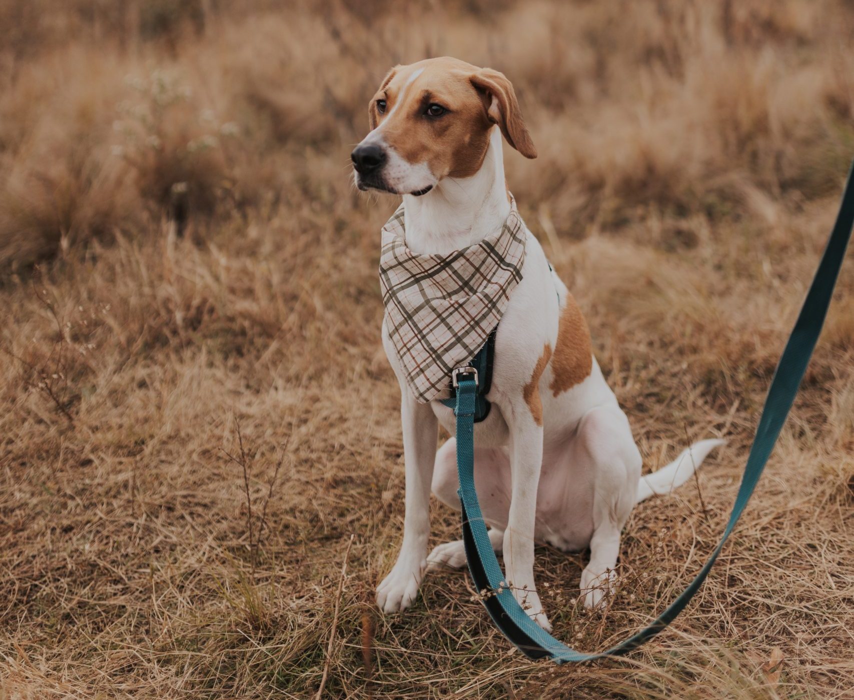 Beagle for Adoption in Raleigh NC – Meet Aang