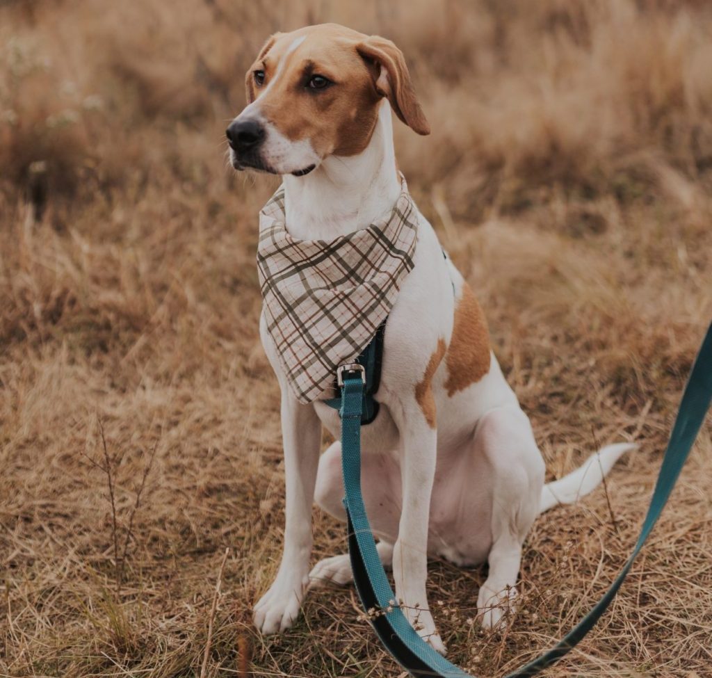 Beagle for Adoption in Raleigh NC – Meet Aang
