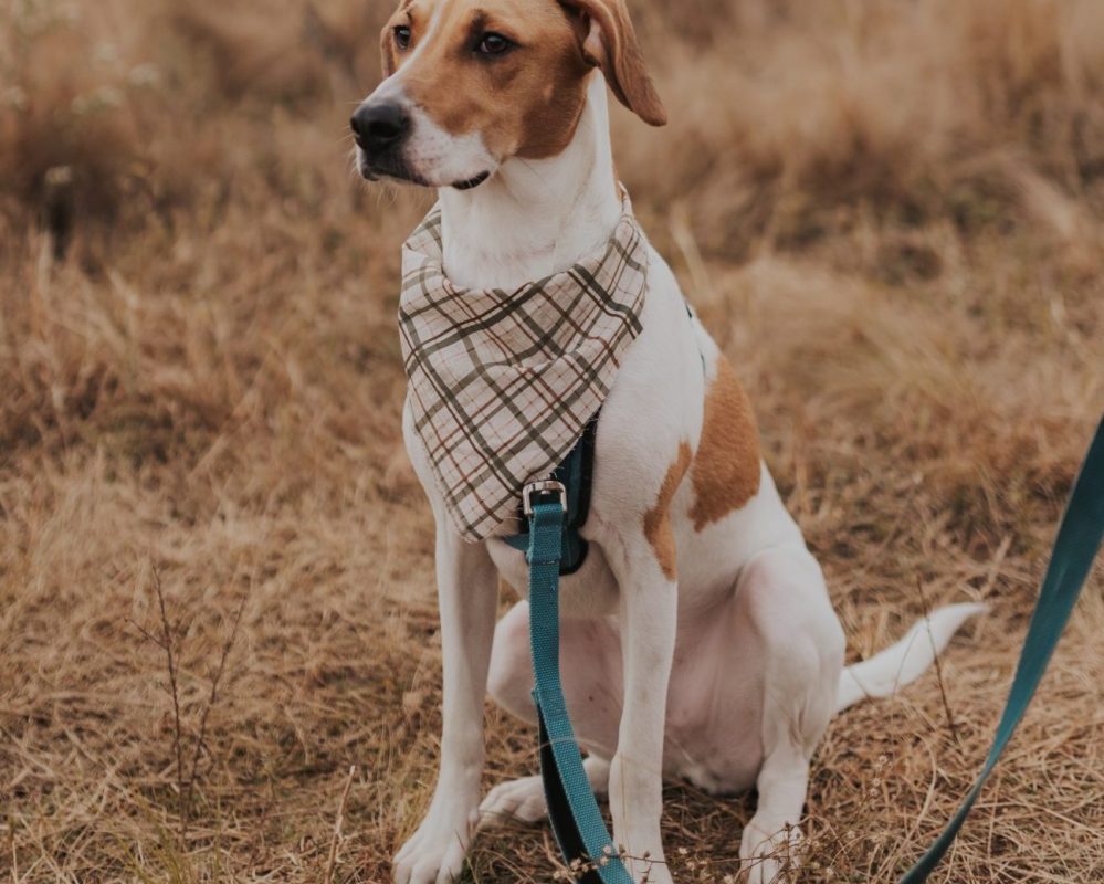 Beagle for Adoption in Raleigh NC – Meet Aang