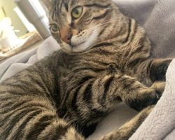 Brown Tabby Cat Cuddled Up On Soft Blanket