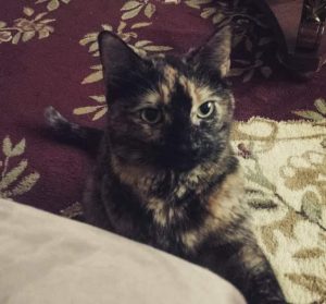 tortoiseshell cat for adoption in brooklyn Photo tortoiseshell cat for adoption in brooklyn