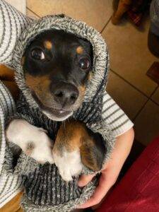 Chi-Weenie Chihuahua Dachshund Mix Dog For Adoption In San Antonio TX – Supplies Included – Adopt Egg Nogg