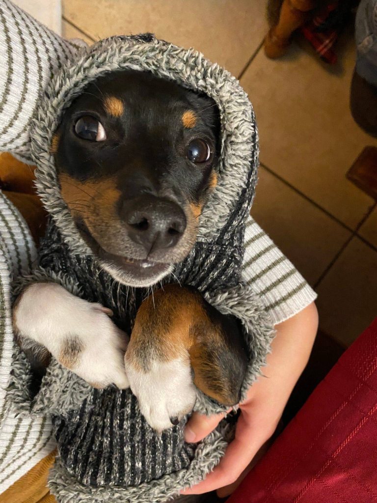 Chi-weenie chihuahua dachshund mix dog for adoption in san antonio tx – supplies included – adopt egg nogg