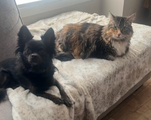 longhaired chihuahua for adoption in calgary