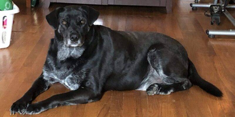 Adopt A Labrador Retriever In Big Spring Texas – Supplies Included – Meet Yeezy