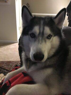 ADOPTED – Jack – Purebred Male Siberian Husky – Atlanta GA