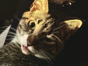 Tuxedo Tabby Cat For Adoption In Birmingham AL – Meet Mansha