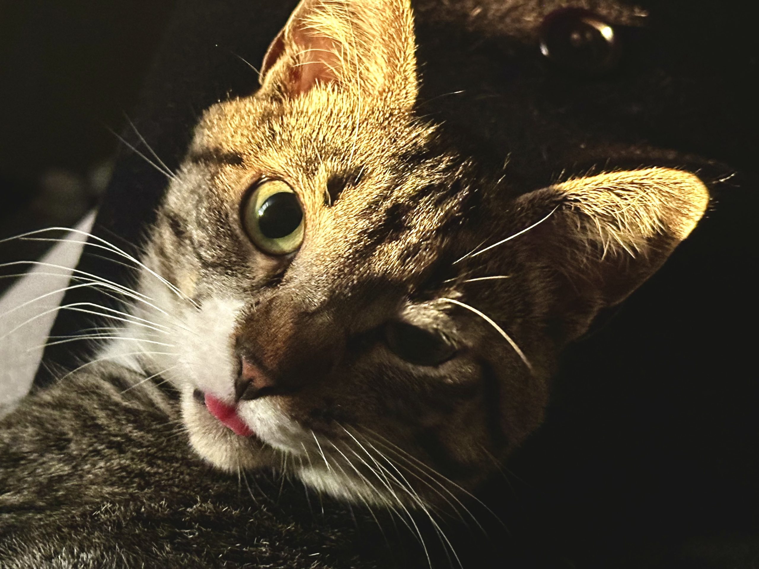 Photo Tuxedo Tabby Cat For Adoption in Birmingham AL – Meet Mansha