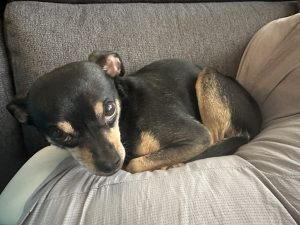 chihuahua dog for adoption in frisco texas Photo Reese, a black and tan Chihuahua dog for adoption in Frisco Texas