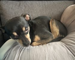 Reese, a black and tan chihuahua dog for adoption in frisco texas