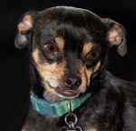 Reese, a black and tan Chihuahua dog for adoption in Frisco Texas