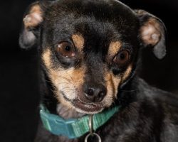 Reese, a black and tan chihuahua dog for adoption in frisco texas