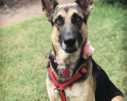 German shepherd dog for adoption