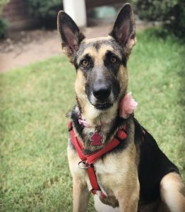 german shepherd dog for adoption Photo german shepherd dog for adoption