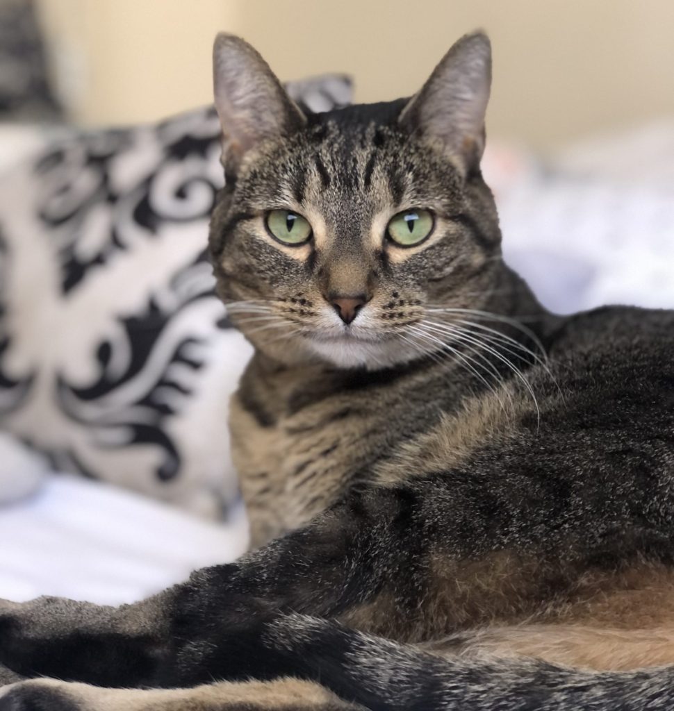 Louza, a gorgeous brown tabby cat for adoption in houston texas