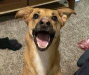 German Shepherd Mix Adoption Houston texas
