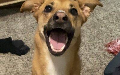 Adorable german shepherd mix dog for adoption in houston texas – adopt bailey