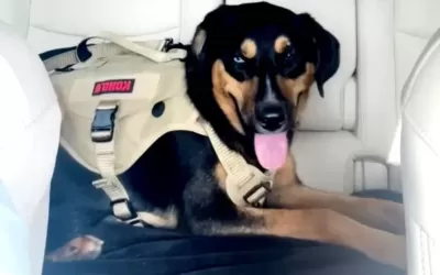Incredible rottsky rottweiler siberian husky mix dog for adoption in longview tx – meet ice