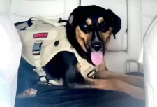A Rottweiler Mix Dog For Adoption In Longview Texas, Ice Poses In The Backseat Of His Owner's Car